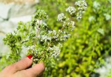 OVU BILJKU SVAKA KUĆA TREBA DA IMA: Pravi spas za infekciju, upalu grla i gripu, OVAJ ZAČIN JE ODLIČAN ANTIBIOTIK