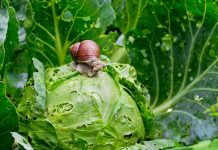 8 efikasnih načina da se rešite puževa iz vaše bašte: Posle kiše stižu da potamane povrće, ali neće moći ako uradite ovo