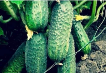 “Nahranio” sam krastavce soda vodom i sakupio 11-13 kg voća iz svakog grma 2 godine: evo recepta!