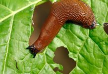 Ne koristim kemikalije da se riješim puževa. Zahvaljujući susjedovim savjetima, cijeli vrt je očišćen. To je najbolji pesticid za stabla lipe.