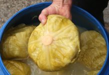 Ukiselili ste kupus, a NISTE DODALI OVU VOĆKU: Brzo u kacu ubacite samo 2 KRIŠKE – Bit ćete nam zahvalni (RECEPT)