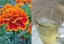NIJE SAMO UKRAS VEĆ I JAKO DOBAR LIJEK: Ovo Cvijeće Imate Svi, A Niste Imali Pojma Koje Sve Bolesti Liječi