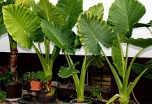 U svakom domu raste Adam: brzorastuća biljka koja “plače” kada se dogodi u kući!