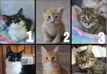 TEST LIČNOSTI – Odaberite mačku koja vas najviše privlači, ona će vam otkriti nešto jako bitno