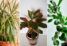 Dodajte malu količinu ovog sastojka u posudu i vaše će sobne biljke napredovati kao nikada prije: RAST ĆE KAO LUDE!