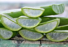 VREME JE DA ZASADITE ALOJE VERU: VEOMA JE LJEKOVITA! EVO KAKO DA JE NJEGUJETE DA USPE!