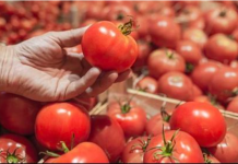 Ko ne bi trebao jesti paradajz? Ako imate OVE bolesti IZBACITE ga iz prehrane odmah!