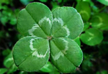 6 ZNAKOVA DA ĆE VAM SE USKORO DESITI NEŠTO DOBRO: Evo na koje SIGNALE treba da obratite pažnju