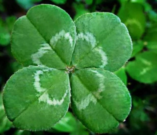 6 ZNAKOVA DA ĆE VAM SE USKORO DESITI NEŠTO DOBRO: Evo na koje SIGNALE treba da obratite pažnju