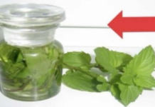 Prirodno rješenje za bolne noge, migrene i prehlade: Prelijte nekoliko šaka mente uljem i zapamtite ovaj recept za cijeli život