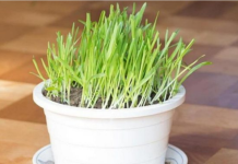 PŠENICA JE U STANJU DA IZBACI IZ TIJELA SVE ŠTO MU ŠTETI: Evo kako se pravilno koristi