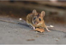 Pacovi i miševi nestaju za 1 MINUTU bez otrova i zamke: Nema ih više u kući, garaži ili podrumu!