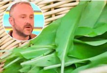 BILJKA KOJA SNIŽAVA HOLESTEROL, ČISTI KRVNE SUDOVE I UBIJA KANDIDU: Travar Momčilo otkrio 3 najefikasnija recepta