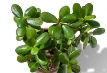 OVU BILJKU MORATE IMATI U KUĆI: Kažu da donosi novac, A SAMO TREBATE PAZITI NA JEDNU STVAR