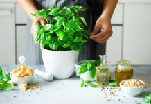 KUĆA KOJA IMA OVU BILKU NE MOŽE BITI SIROMAŠNA