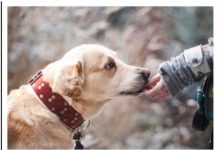 OTKRIVENO: ZAŠTO PSI ZAISTA LIŽU SVOJE VLASNIKE?