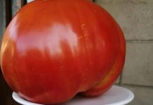 SVI SU POLUDJELI ZA PARADAJZ DIJETOM: Za 7 dana se gubi 10 KILOGRAMA, a tek da čujete KOLIKO MRŠAVITE ZA 3 DANA