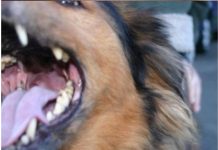 EVO ZAŠT0 PSI LAJU NA SAMO 0DREĐENE LJUDE: Konačno otkriven razlog, VIDE NEŠTO ŠTO LJUDI NE MOGU