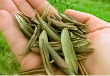 BOŽJI DAR STAR HILJADAMA GODINA: LEK ZA UPALU PLUĆA, ČIR NA ŽELUCU, UPALU MOKRAĆNIH PUTEVA