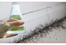 Sa samo jednom kapljicom, možete učiniti da mravi trenutno nestanu – nevjerojatno učinkovit trik za vaš dom!