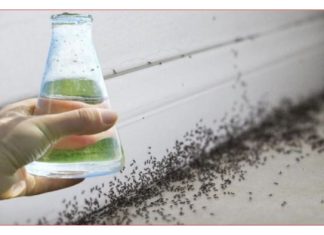 Sa samo jednom kapljicom, možete učiniti da mravi trenutno nestanu – nevjerojatno učinkovit trik za vaš dom!