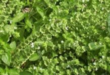 SVAKA ŽENA OVO MORA DA IMA: Ova biljka ČUVA kuću od zla i garantuje sretan BRAK i NOVAC!