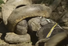 Obukao je specijalno odelo i dozvolio anakondi da ga proguta ne sluteći šta će ga snaći: Sat vremena bio je u paklu