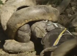 Obukao je specijalno odelo i dozvolio anakondi da ga proguta ne sluteći šta će ga snaći: Sat vremena bio je u paklu