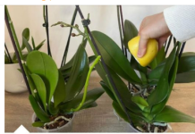 URADITE OVO ORHIDEJAMA I NOVE GRANE I LISTOVI ĆE KRENUTI