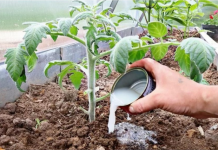 Vrtlari, ovo je ono čime treba hraniti PARADAJZE nakon sadnje: Sipajte ovo na rasadima i imaće više plodova nego listova!