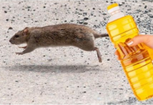 Nekoliko kapi ovog proizvoda će vam pomoći da TRAJNO otjerate miševe iz kuće: Slijedite OVU proceduru!