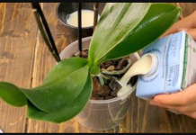 Čudan, ali izuzetno efikasan način da ORHIDEJA procvjeta: Evo uputstva – djeluje čak i na starim i umornim biljkama!