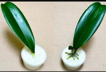 SVE ŠTO VAM TREBA JE PIRINAČ: Listovi orhideje odmah se ukorijene i cvjetaju tokom cijele godine!