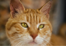 Ako vam je na kućni prag došla nepoznata mačka, to znači samo jedno – PRIPREMITE SE