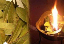 Saznajte šta se dešava kada zapalite lovorov list: Preokret u prostoru i efekti koje ne smete propustiti!