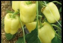 NIKAD VEĆI UROD PAPRIKE – SAMO PORED NJE POSADITE OVU BILJKU: Plodova će biti na sve strane, ovaj savjet dobro upamtite