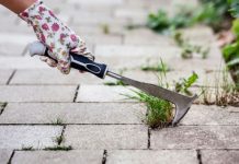 Korov više nećete čupati: Jedna namirnica koju svaka kuća ima će ga trajno uništiti – pospite i gledajte čudo