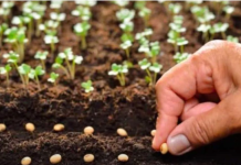 POPIS POVRĆA koje možete sijati u Februaru i koje će vam DONIJETI ranu berbu!