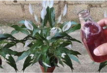 Samo ga sipajte u saksiju i cvijet cvjeta skoro NON-STOP: Nema bolesti, imamo 5 puta više lijepih listova i cvjetova!