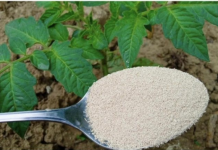 PARADAJZ, PAPRIKA, KRASTAVCI: Dajte im ovu Hranu ODMAH i proizvodit će kao divlje životinje!