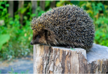AKO VAM SE U DVORIŠTU POJAVIO JEŽ, MOŽETE MIRNO SPAVATI: Evo što je to dobra vijest za vas!