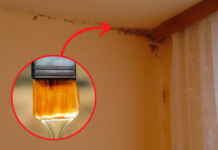 Možete ga kupiti u prodavnici za 2 EUR: Samo ga protrljajte i BUĐ će trajno nestati sa zidova!