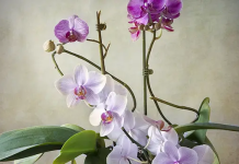 NEMOJTE ZALIVATI ORHIDEJU OBIČNOM VODOM, POSTOJI MNOGO BOLJE RJEŠENJE: Samo tako će CVJETATI KAO LUDA