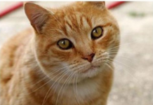 ZAŠTO MAČKA PRATI VLASNIKA U STOPU: Ako ide s vama čak i u WC, EVO ŠTA VAM PORUČUJE