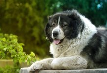 PAS KOJEG SE I VUKOVI PLAŠE: Braniće porodicu i kuću do smrti, mnogi ne znaju da se u ovom NEŽNOM DIVU krije zlatno srce