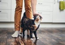 TRLJA LI SE MAČKA UZ VAŠE NOGE: Evo šta vam pokušava reći