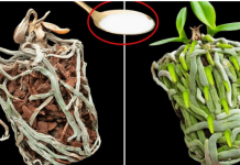 Samo joj dajte 1 kašiku i uništena ORHIDEJA će niknuti mnogo novih korijena!