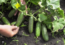 Za dobar urod krastavaca treba ih nahraniti sodom i vodom po ovom receptu…