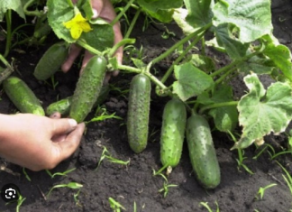 Za dobar urod krastavaca treba ih nahraniti sodom i vodom po ovom receptu…