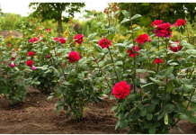 U zemlju oko ruža zakopajte 1 jeftinu namirnicu: Cvjetat će kao lude sve do kasne jeseni